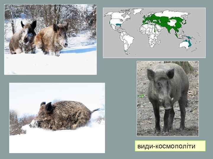 види-космополіти види-космополіти