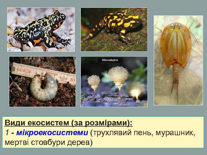 Види екосистем (за розмірами): 1 - мікроекосистеми (трухлявий пень, мурашник, мертві стовбури дерев) Види екосистем (за розмірами): 1 - мікроекосистеми (трухлявий пень, мурашник, мертві стовбури дерев)