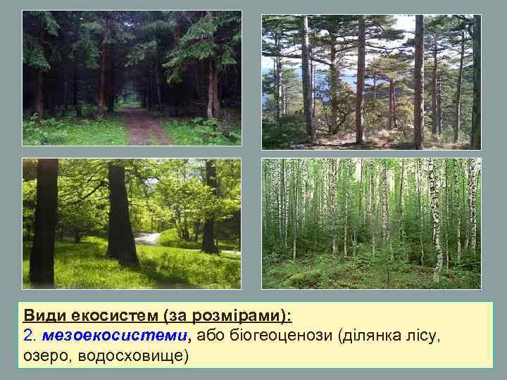 Види екосистем (за розмірами): 2. мезоекосистеми, або біогеоценози (ділянка лісу, озеро, водосховище) Види екосистем (за розмірами): 2. мезоекосистеми, або біогеоценози (ділянка лісу, озеро, водосховище)