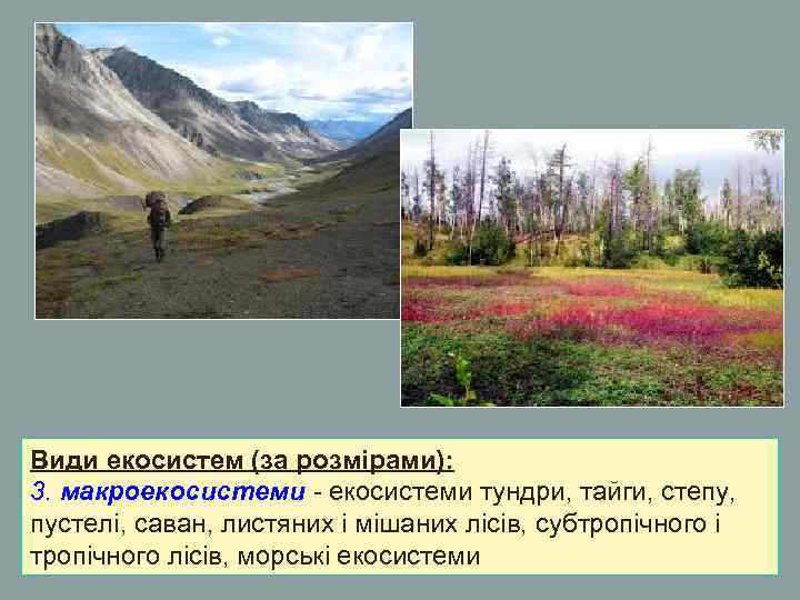Види екосистем (за розмірами): 3. макроекосистеми - екосистеми тундри, тайги, степу, пустелі, саван, листяних Види екосистем (за розмірами): 3. макроекосистеми - екосистеми тундри, тайги, степу, пустелі, саван, листяних