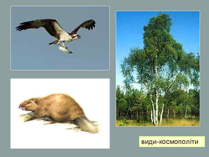 види-космополіти види-космополіти