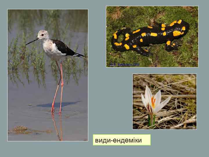 види-ендеміки види-ендеміки