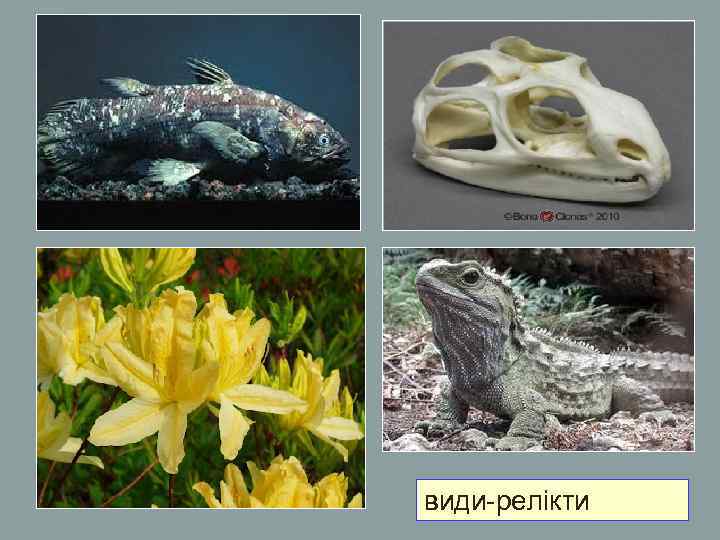 види-релікти види-релікти