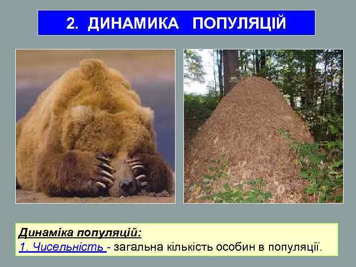 2. ДИНАМИКА ПОПУЛЯЦІЙ Динаміка популяцій: 1. Чисельність - загальна кількість особин в 2. ДИНАМИКА ПОПУЛЯЦІЙ Динаміка популяцій: 1. Чисельність - загальна кількість особин в