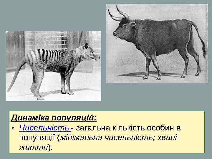 Динаміка популяцій: • Чисельність - загальна кількість особин в популяції (мінімальна чисельність; Динаміка популяцій: • Чисельність - загальна кількість особин в популяції (мінімальна чисельність;