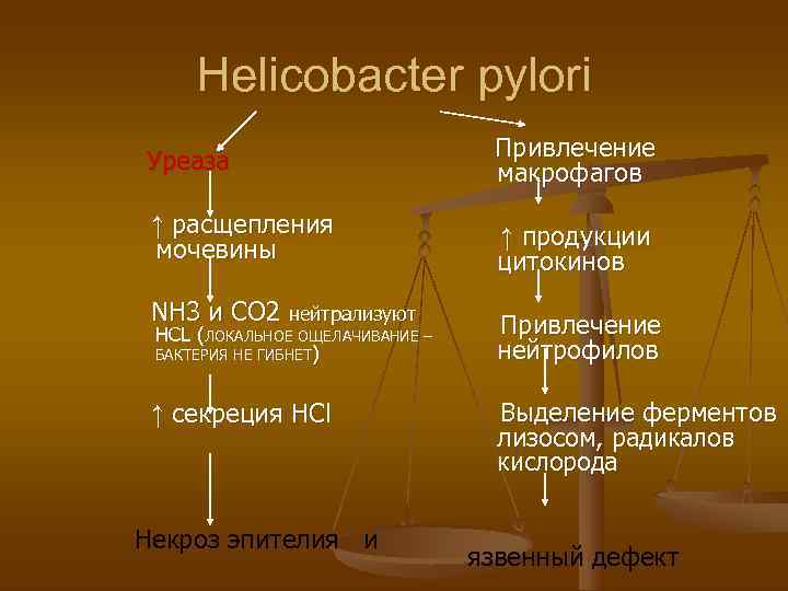  Helicobacter pylori      Привлечение Уреаза    