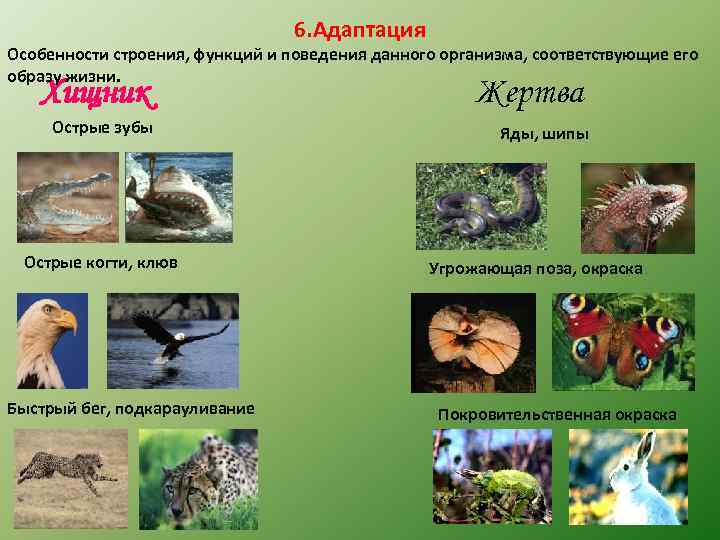        6. Адаптация Особенности строения, функций и поведения