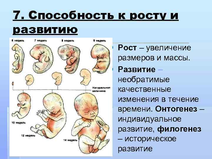 7. Способность к росту и развитию   § Рост – увеличение  
