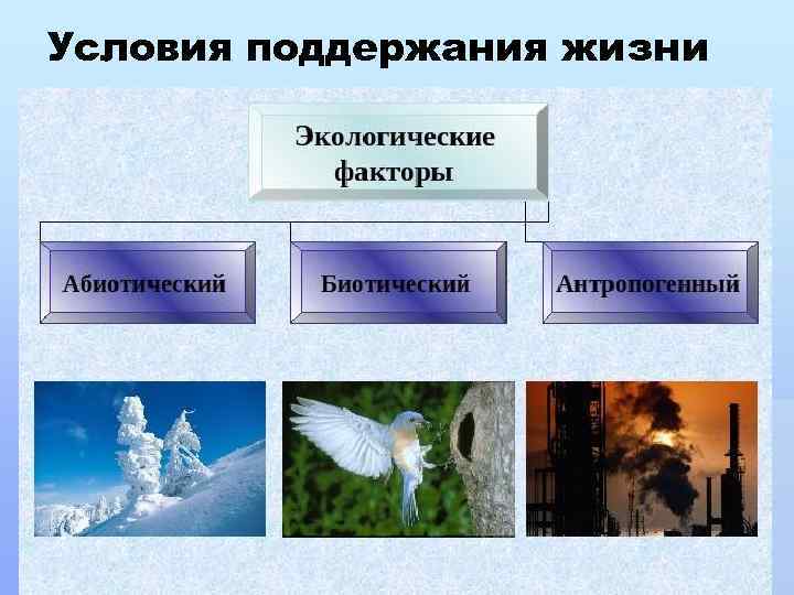 Условия поддержания жизни 