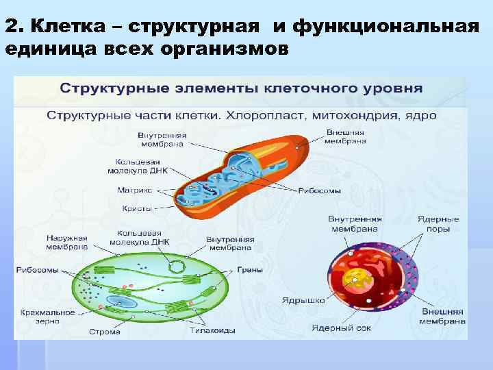 Функциональная и структурная схема в чем разница