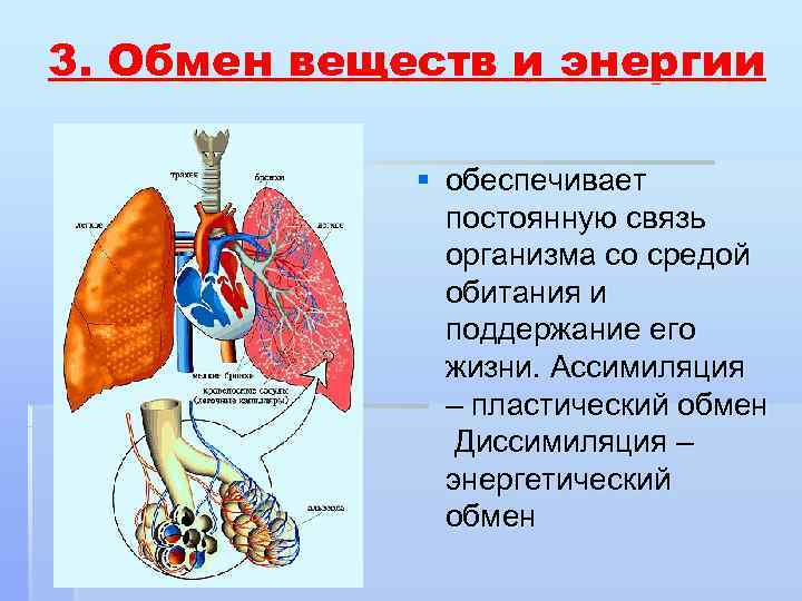 3. Обмен веществ и энергии    § обеспечивает    постоянную
