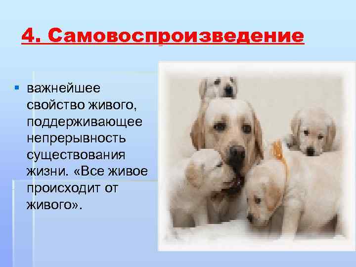  4. Самовоспроизведение § важнейшее  свойство живого,  поддерживающее  непрерывность  существования