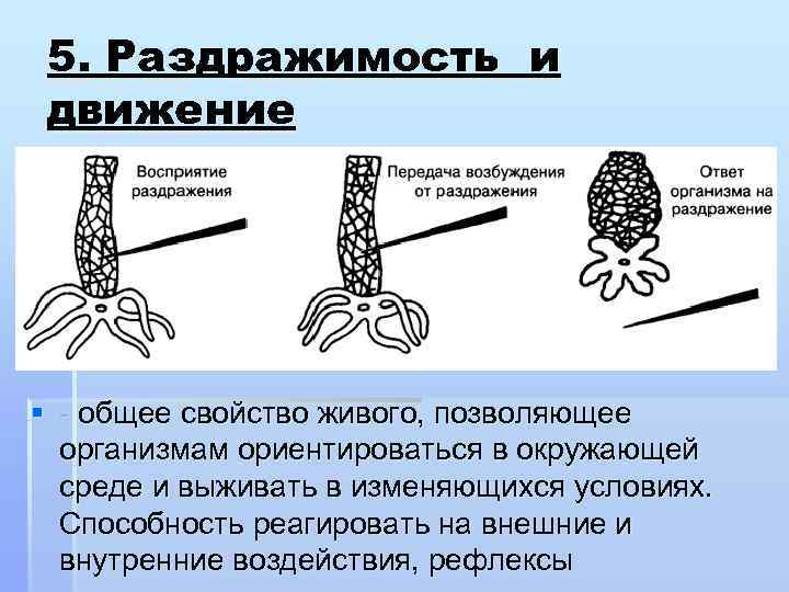 Движение организмов картинки