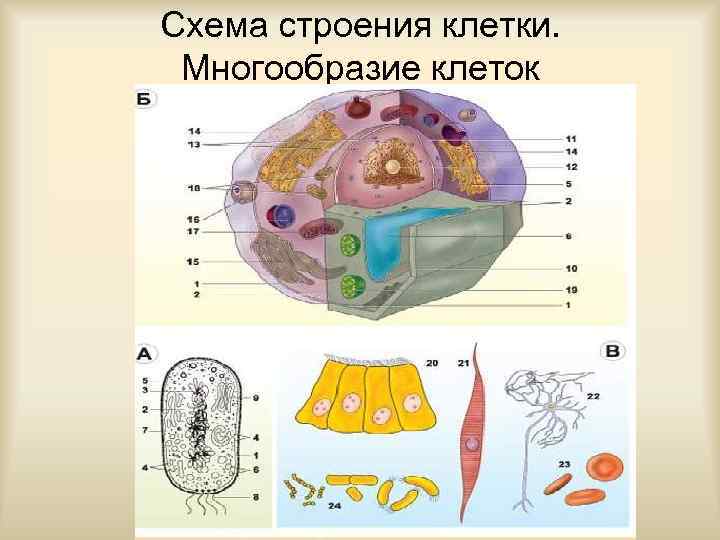 Схема строения клетки.  Многообразие клеток 