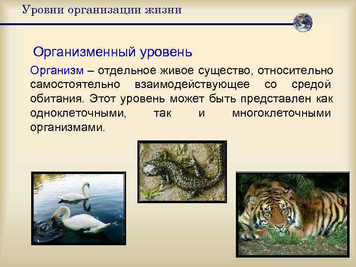 Уровни организации жизни  Организменный уровень Организм – отдельное живое существо, относительно самостоятельно взаимодействующее