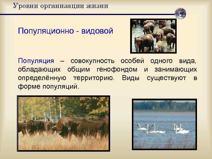 Уровни организации жизни  Популяционно - видовой  Популяция – совокупность особей одного вида,
