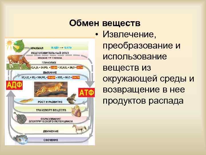 Обмен веществ • Извлечение,  преобразование и  использование  веществ из  окружающей