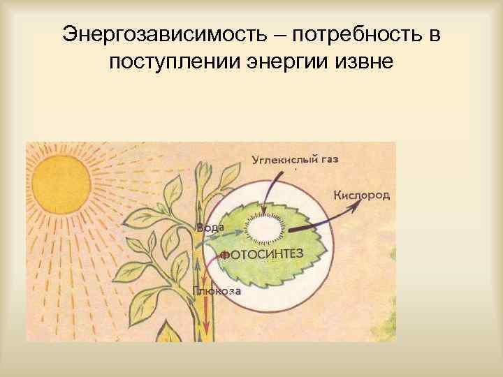 Энергозависимость – потребность в  поступлении энергии извне 