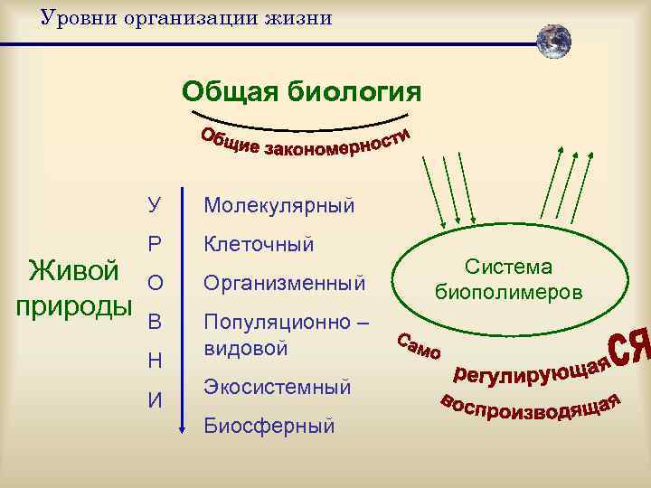  Уровни организации жизни   Общая биология   У  Молекулярный 