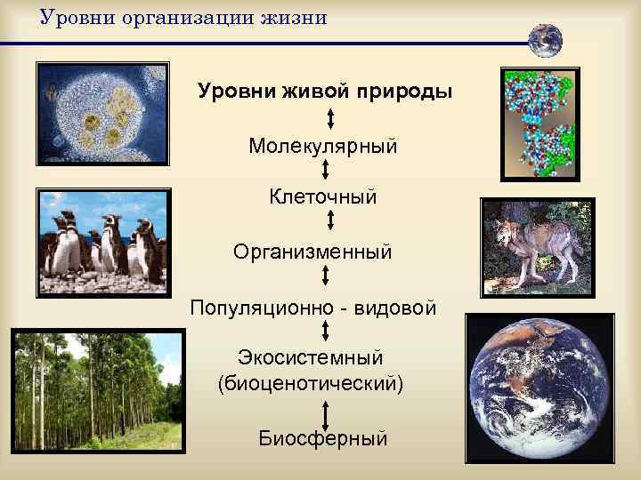 Уровни организации жизни    Уровни живой природы    Молекулярный 