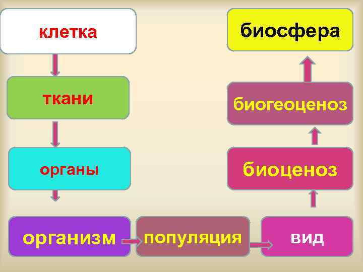  клетка  биосфера  ткани   биогеоценоз  органы   