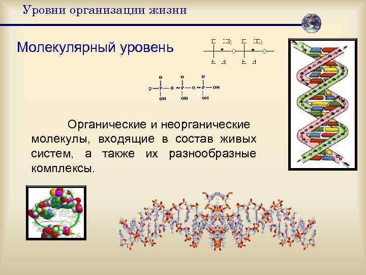 Уровни организации жизни  Молекулярный уровень  Органические и неорганические молекулы, входящие в состав