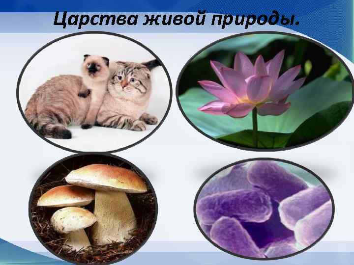 Царства живой природы. 
