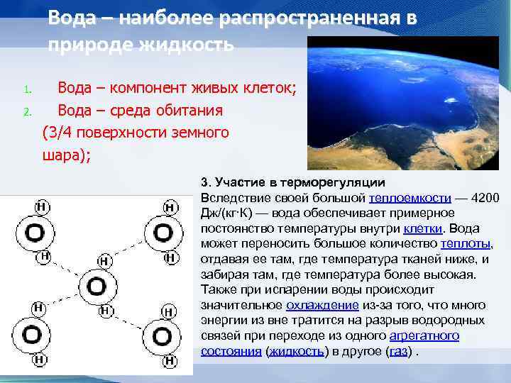  Вода – наиболее распространенная в природе жидкость 1. Вода – компонент живых клеток;