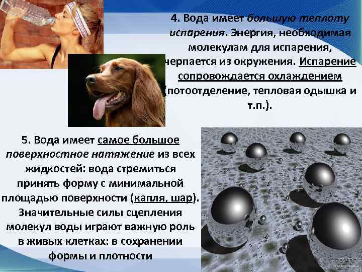      4. Вода имеет большую теплоту    