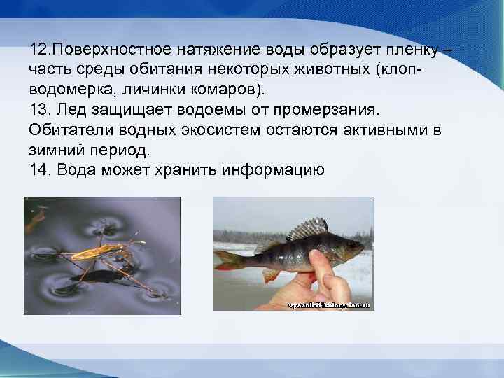 12. Поверхностное натяжение воды образует пленку – часть среды обитания некоторых животных (клоп- водомерка,
