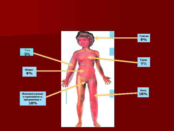    Голова   9%     Грудь  