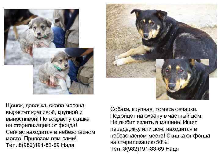 Щенок, девочка, около месяца,       Собака, крупная, помесь овчарки.