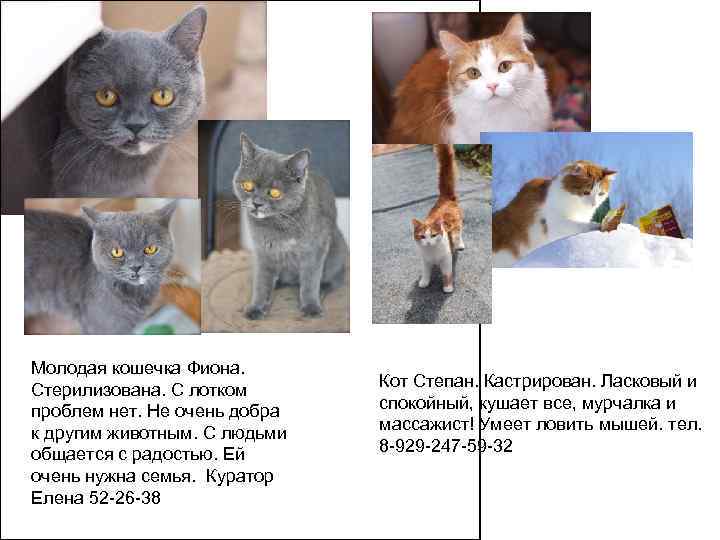 Молодая кошечка Фиона.  Стерилизована. С лотком  Кот Степан. Кастрирован. Ласковый и проблем