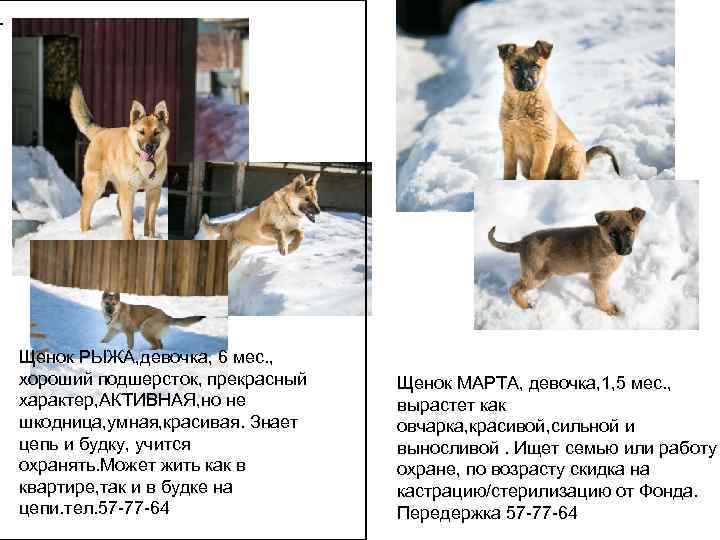 -   Щенок РЫЖА, девочка, 6 мес. ,  хороший подшерсток, прекрасный 