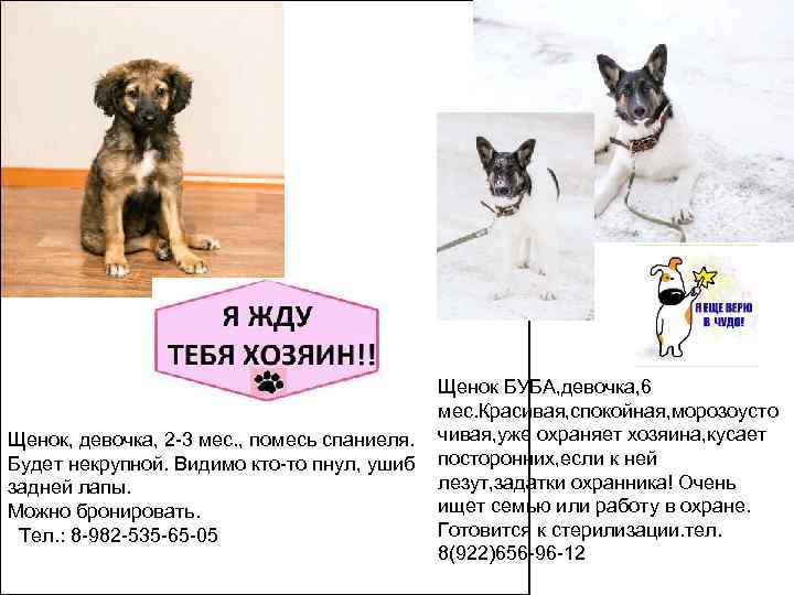     Щенок БУБА, девочка, 6     мес. Красивая,