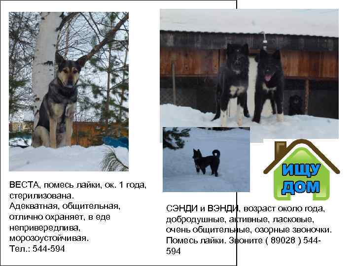 ВЕСТА, помесь лайки, ок. 1 года,  стерилизована. Адекватная, общительная,   СЭНДИ и