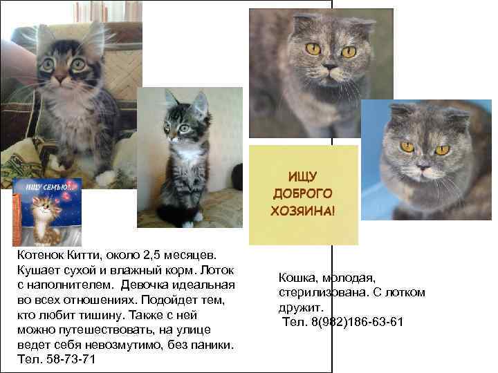 Котенок Китти, около 2, 5 месяцев.  Кушает сухой и влажный корм. Лоток 