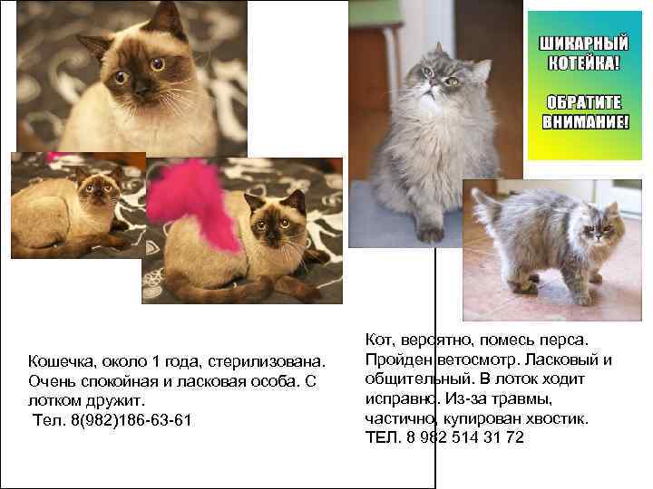     Кот, вероятно, помесь перса.  Кошечка, около 1 года, стерилизована.