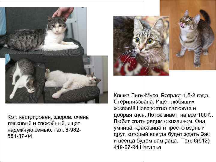       Кошка Лилу-Муся. Возраст 1, 5 -2 года. 