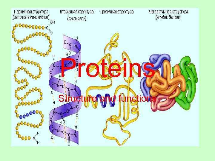Proteins Structure and functions 