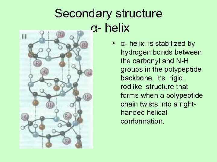 Secondary structure  α- helix  • α- helix: is stabilized by  