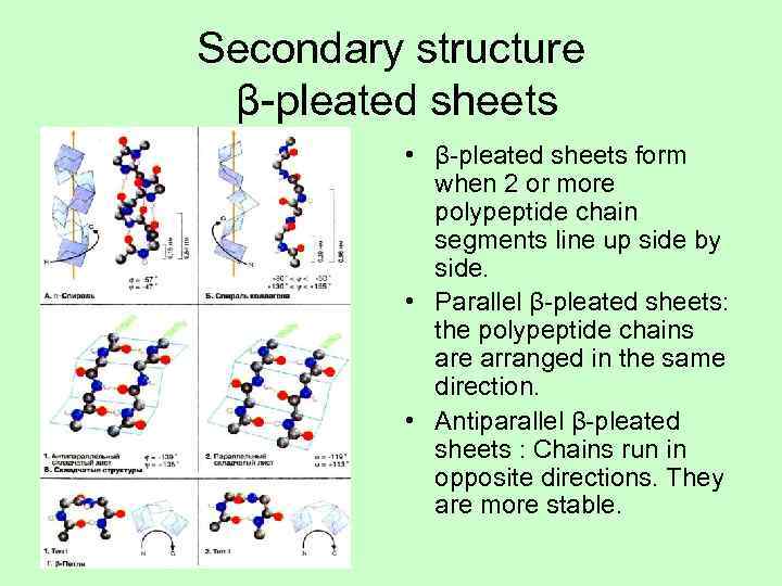 Secondary structure  β-pleated sheets  • β-pleated sheets form   when 2