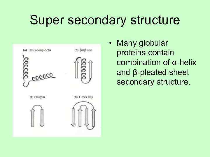 Super secondary structure    • Many globular   proteins contain 