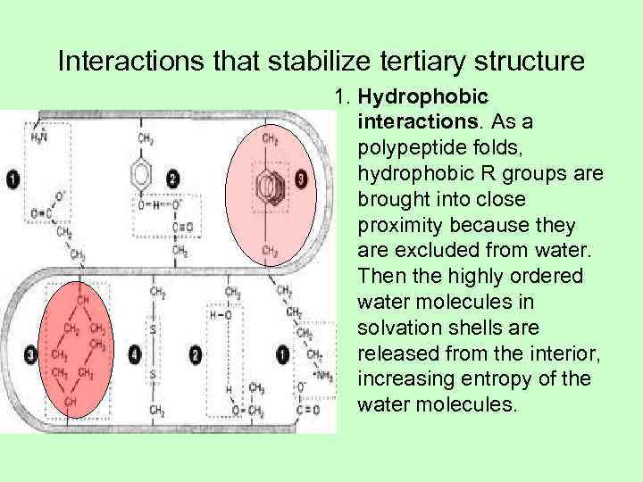 Interactions that stabilize tertiary structure     1. Hydrophobic   