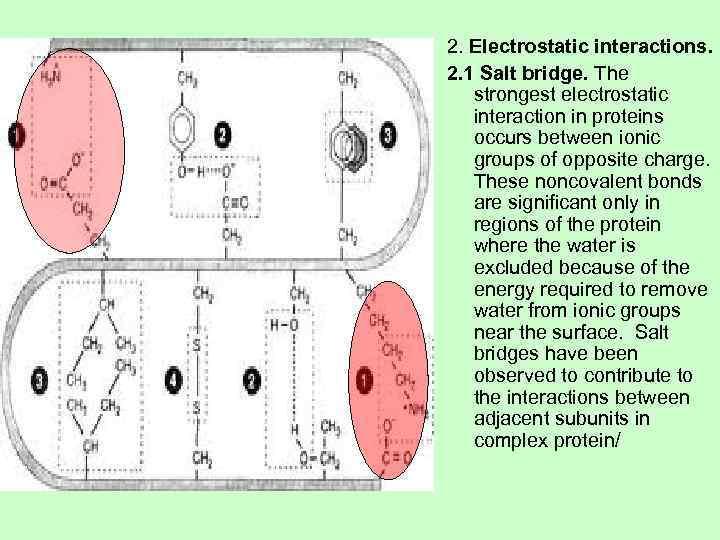 2. Electrostatic interactions. 2. 1 Salt bridge. The strongest electrostatic interaction in proteins occurs