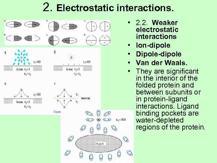 2. Electrostatic interactions.     • 2. 2.  Weaker  