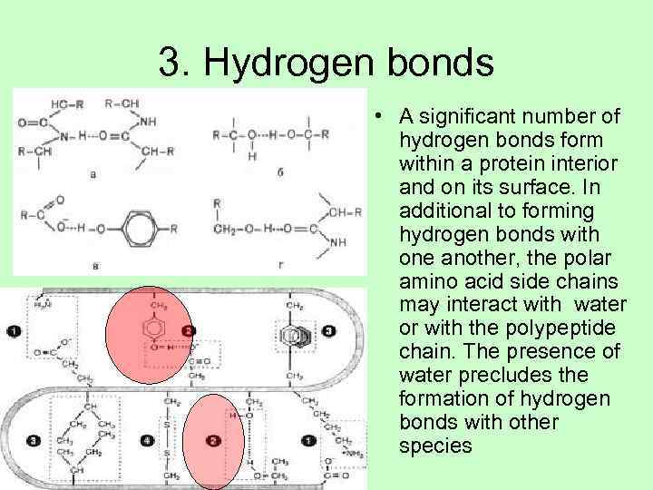 3. Hydrogen bonds  • A significant number of   hydrogen bonds form