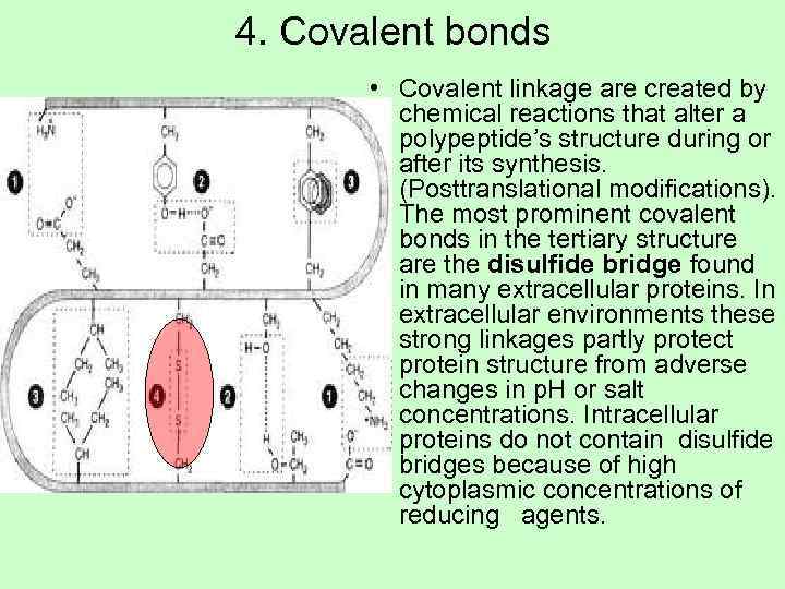 4. Covalent bonds   • Covalent linkage are created by  chemical reactions