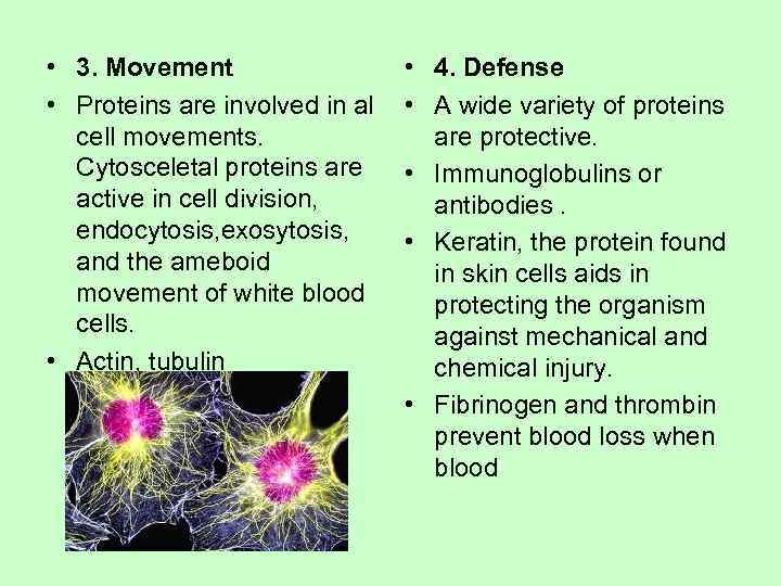  • 3. Movement     • 4. Defense • Proteins are