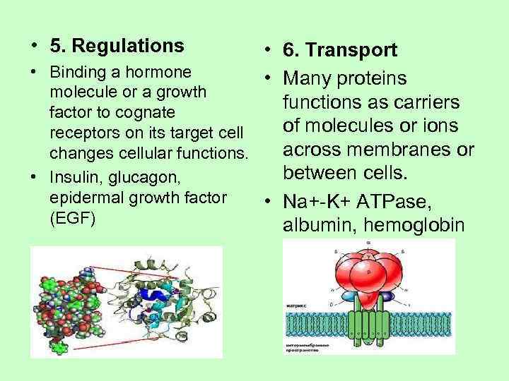  • 5. Regulations   • 6. Transport • Binding a hormone 